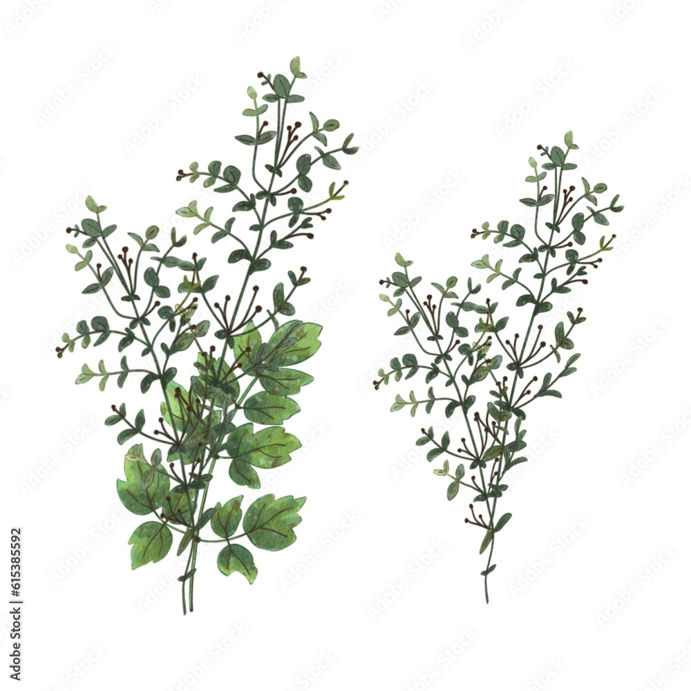 Watercolor green leaves and brances. Isolated on white background. Botanical illustration for design Watercolor green leaves and brances. Isolated on white background. Botanical illustration for design