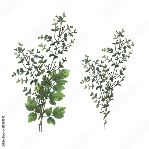 Watercolor green leaves and brances. Isolated on white background. Botanical illustration for design