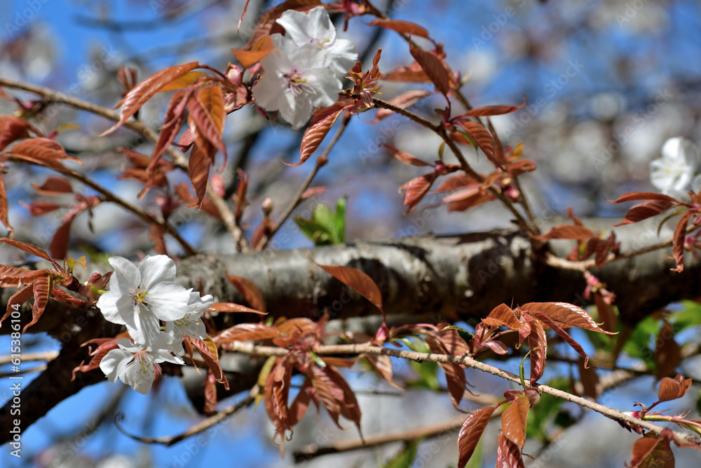 山桜 白い花アップ