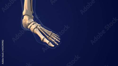 skeletal system of the human foot