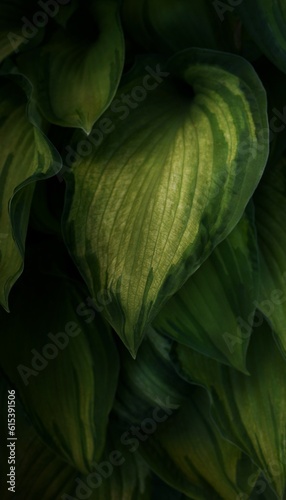 Green Hosta plant leaves 
