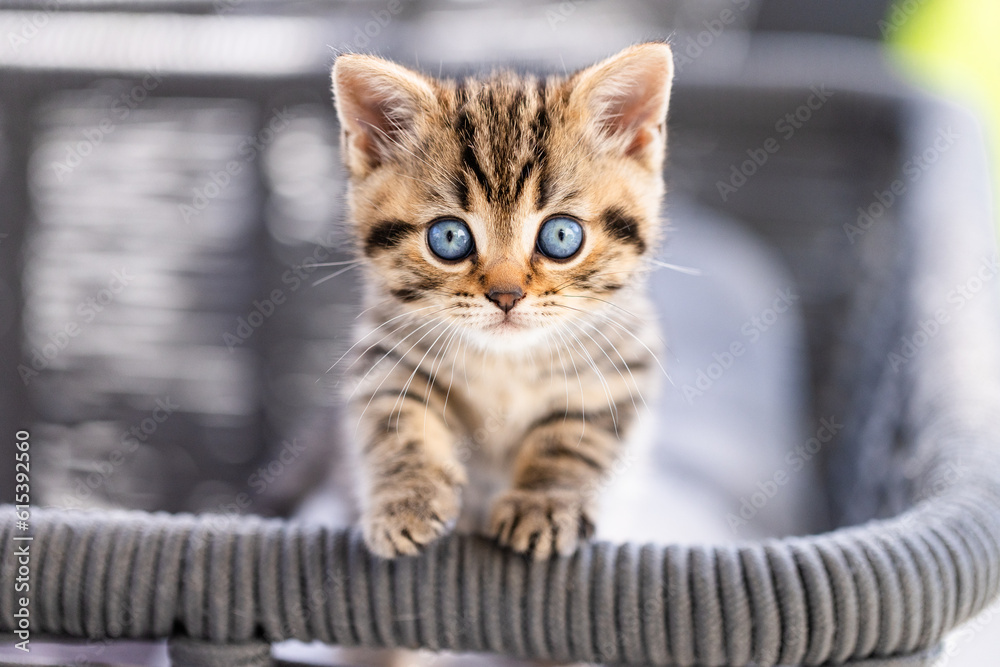 getigerte Hauskatze spielt auf Balkon Sofa im Sommer, ein kleines Kätzchen im neuen zu Hause