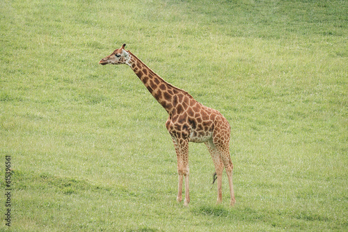 giraffe of Cabarceno Natural Park in Cantabria  Spain.