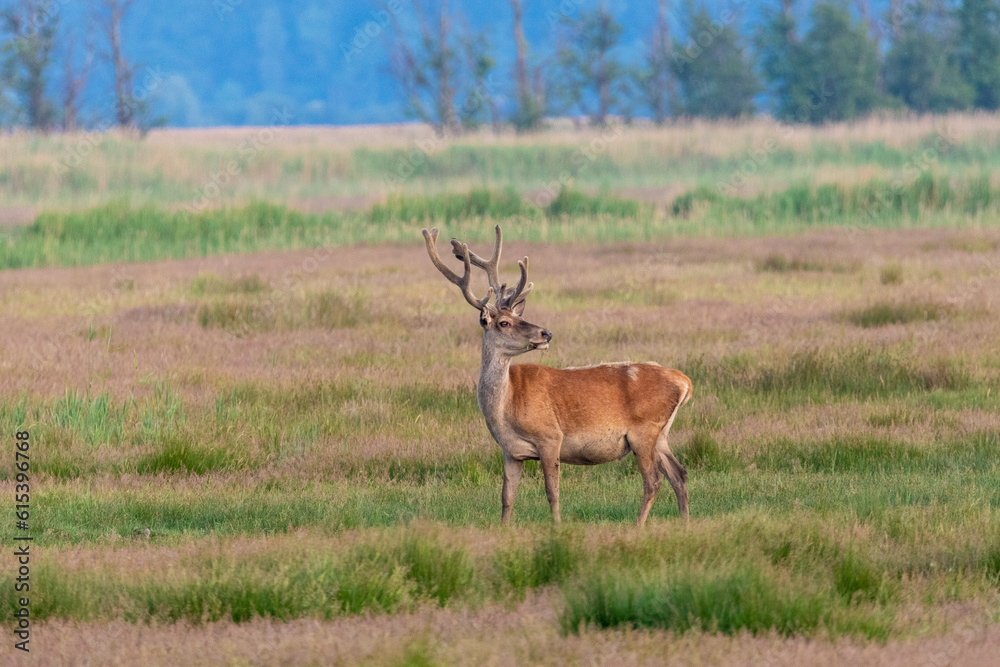 Rothirsch auf einer Wiese am Pramort bei Zingst an der Ostsee. Rothirsch auf einer Wiese am Pramort bei Zingst an der Ostsee.