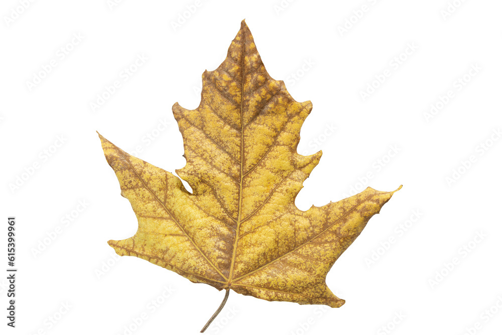 Autumn yellow-brown withered maple leaf on white isolated background. Autumn. Design element. Copy space Autumn yellow-brown withered maple leaf on white isolated background. Autumn. Design element. Copy space
