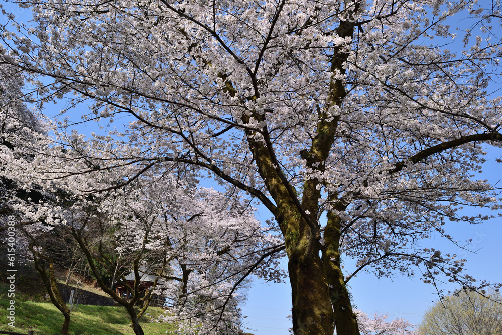 Obraz premium 【神奈川県】春の津久井湖城山公園 桜並木