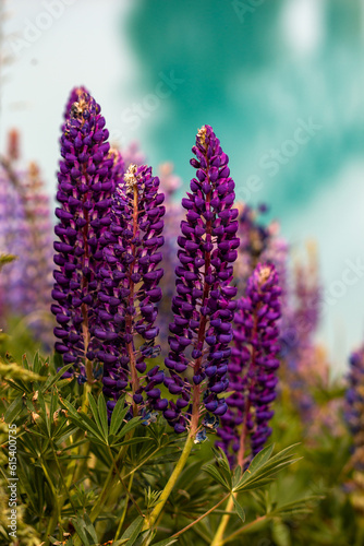 Purple Lupinus flowers