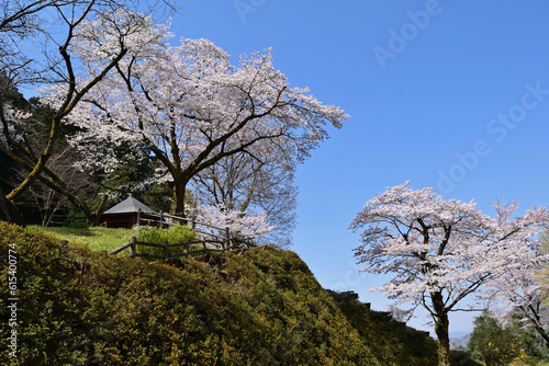 【神奈川県】春の津久井湖城山公園  桜並木