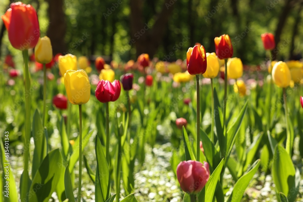 Obraz premium Beautiful bright tulips growing outdoors on sunny day