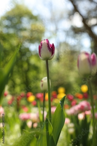 Beautiful bright tulips growing outdoors on sunny day