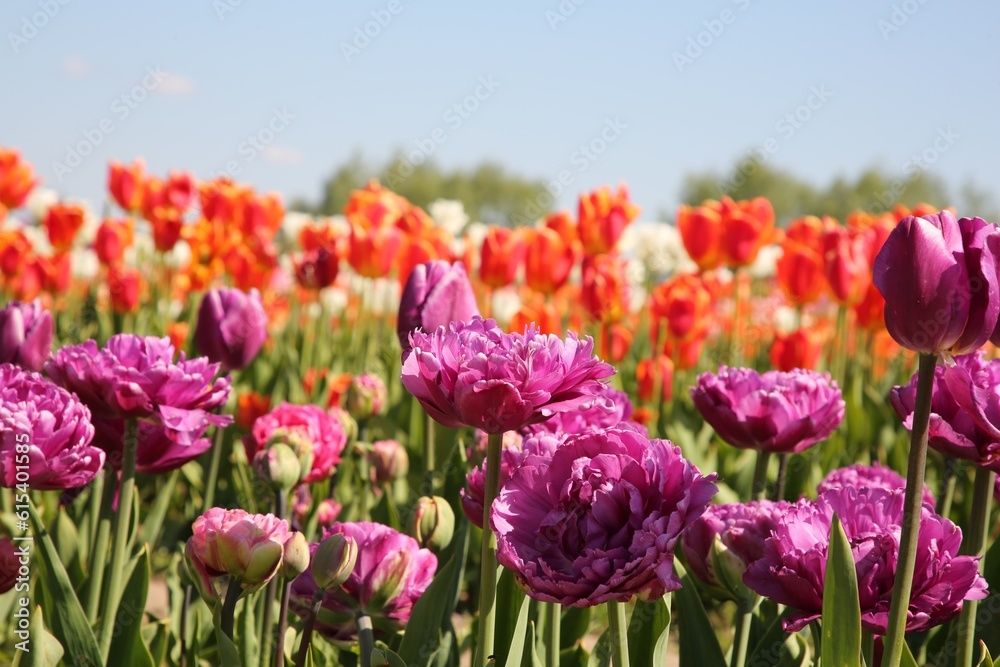 Beautiful colorful tulip flowers growing in field Beautiful colorful tulip flowers growing in field