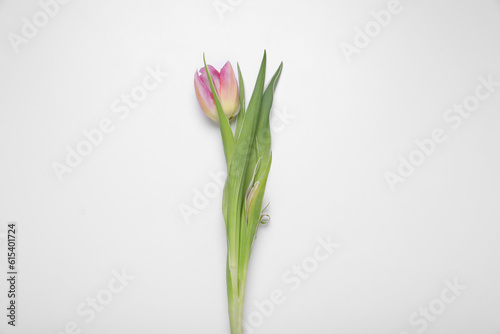 One pink tulip on white background  top view