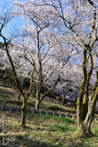 【神奈川県】春の津久井湖城山公園  桜並木