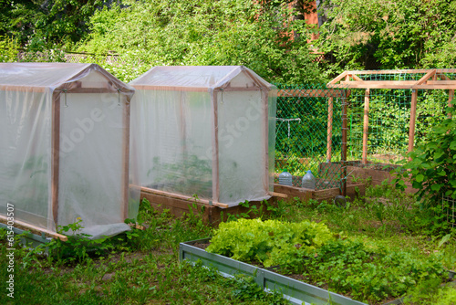 Gardening, farming, growing of tomatoes in greenhouses hotbeds, green lettuce salad plants cultivation and growth of cucumbers on a garden grid or supporting netting in yard.