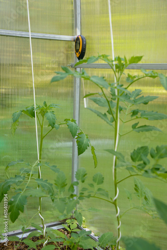 Electronic thermometer for temperature measurement of soil and air in a greenhouse. Climate control for growing vegetables. Thermometer enables efficient and sustainable agriculture.

Vertical photo.