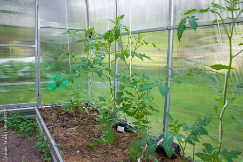 Bananas peppers, paprika, chili red peppers plants or spanish sweet peppers seedlings or organic vegetables on mulched bed with garden cut grass having fastening system or hanging ropes in greenhouse.