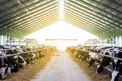 Cows in a farm, dairy cows laying on the fresh hay, concept of modern farm cowshed photo
