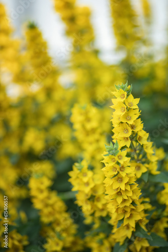Photo of a bush of yellow bright flowers.