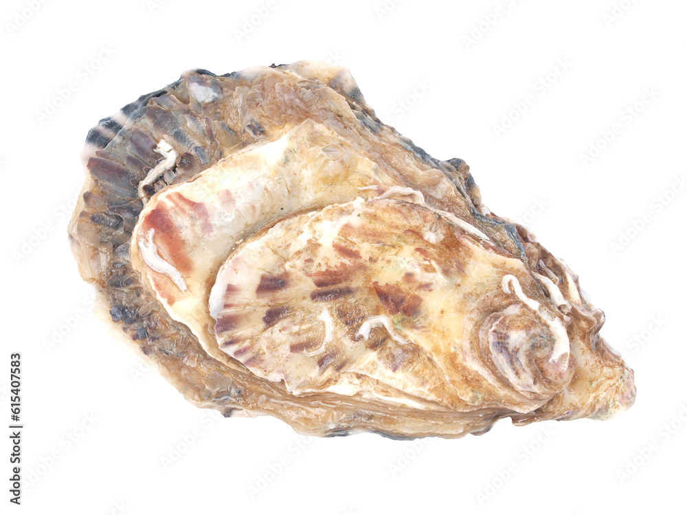 Oyster isolated Oyster isolated