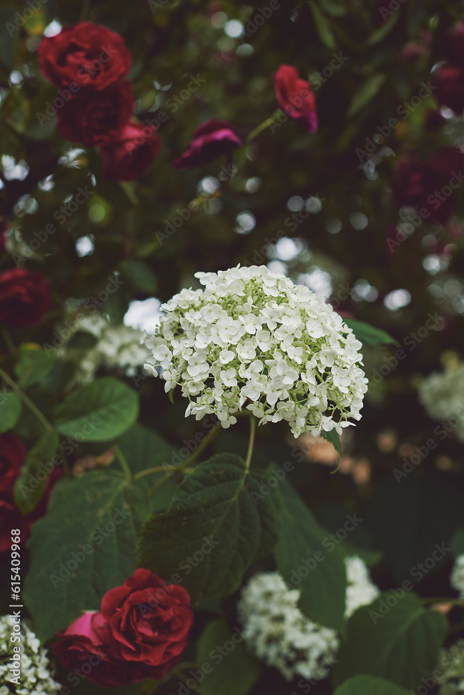 red roses and white hydrangea flowers in a garden red roses and white hydrangea flowers in a garden
