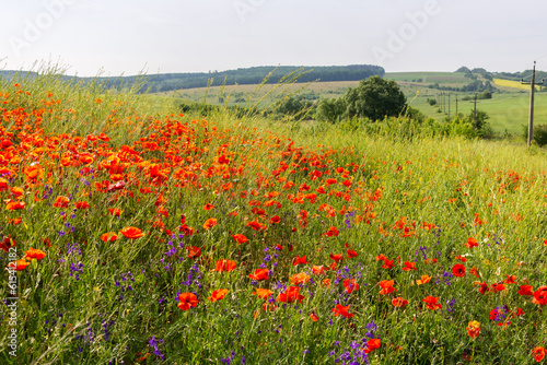 Summer time  poppies bloom in the field  the bright sun illuminates the meadow with poppies
