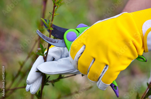 Spring pruning the bush. Hands of gardener in gloves with secateur