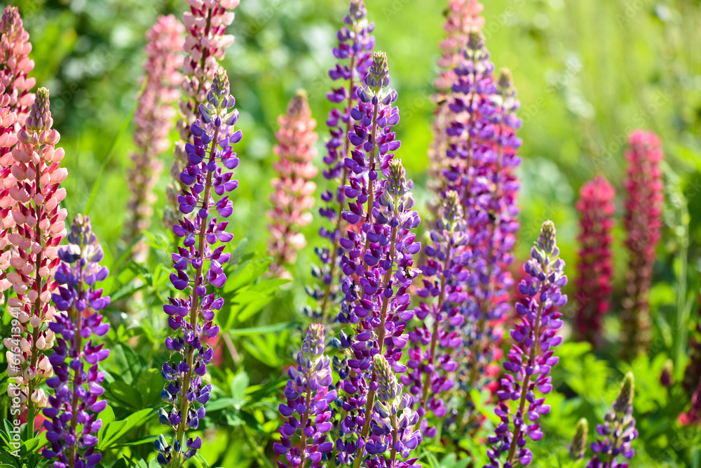 Lupinus, lupine field with pink, purple and blue flowers. Flower background. Lupinus, lupine field with pink, purple and blue flowers. Flower background.