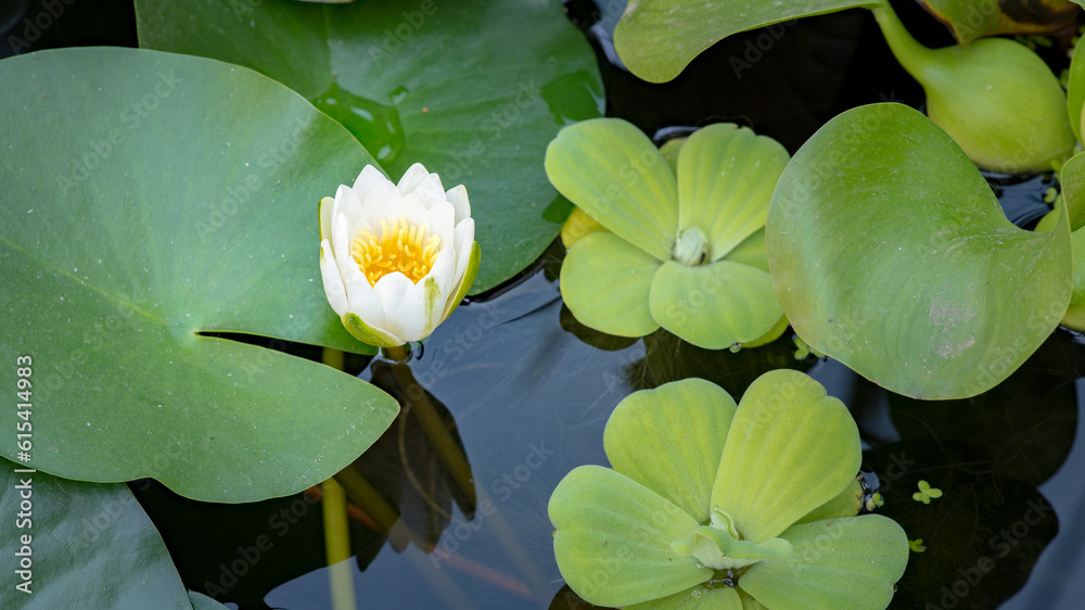 White Water Lily flower opens. Nymphaea blooming in pond is surrounded by leaves. Beautiful Lotus with reflection in lake. White Water Lily flower opens. Nymphaea blooming in pond is surrounded by leaves. Beautiful Lotus with reflection in lake.
