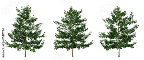 Green tree nyssa sylvatica on transparent background  png plant  3d render illustration.