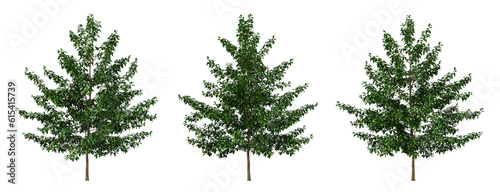Green tree nyssa sylvatica on transparent background  png plant  3d render illustration.