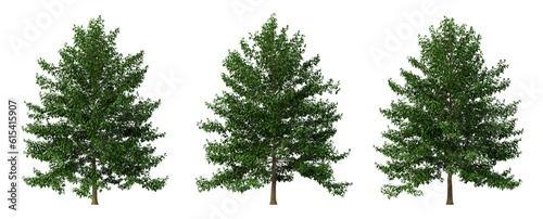 Green tree nyssa sylvatica on transparent background, png plant, 3d render illustration. photo