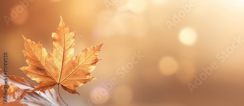 Beautiful autumn leaves background illustration