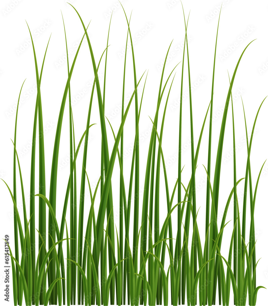 Realistic reed, sedge and grass. Isolated 3d vector type of tall, aquatic plants growing on wetland environments, providing habitat and ecosystem services for many species of animals and plants Realistic reed, sedge and grass. Isolated 3d vector type of tall, aquatic plants growing on wetland environments, providing habitat and ecosystem services for many species of animals and plants