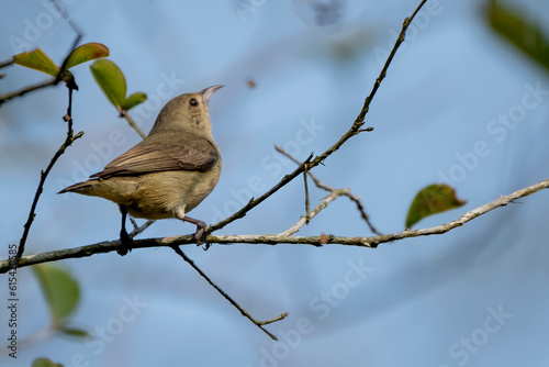 Birds of Bangladesh birds  from satchori National park, sylhet, bangladesh
 photo