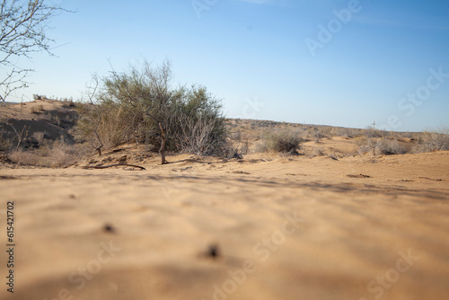 dry tree branch in deserts