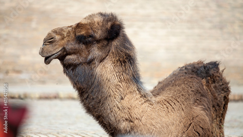 sad camel in the uzbekistan © oybekostanov