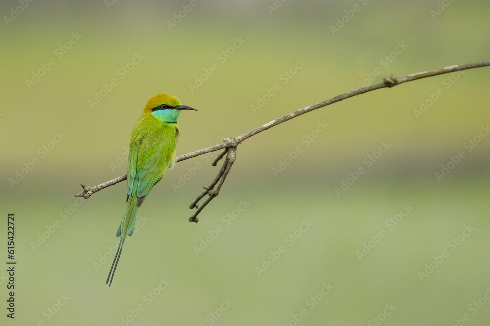 Birds of Bangladesh birds  from satchori National park, sylhet, bangladesh
