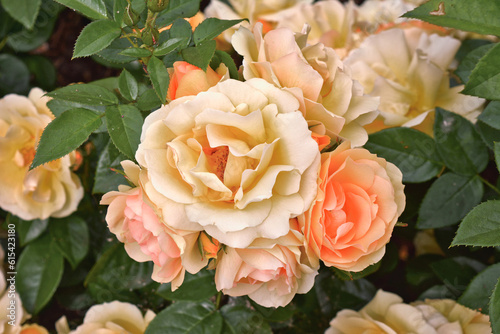 Fotografie Top view of full peach colored rose flower in bloom