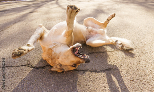 Sticker Dogs and people special bond Concept