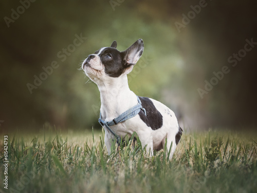 Cute puppy sits in a meadow near growing flowers. Clear, sunny day. Closeup, outdoor. Day light. Concept of care, education, obedience training and raising pets