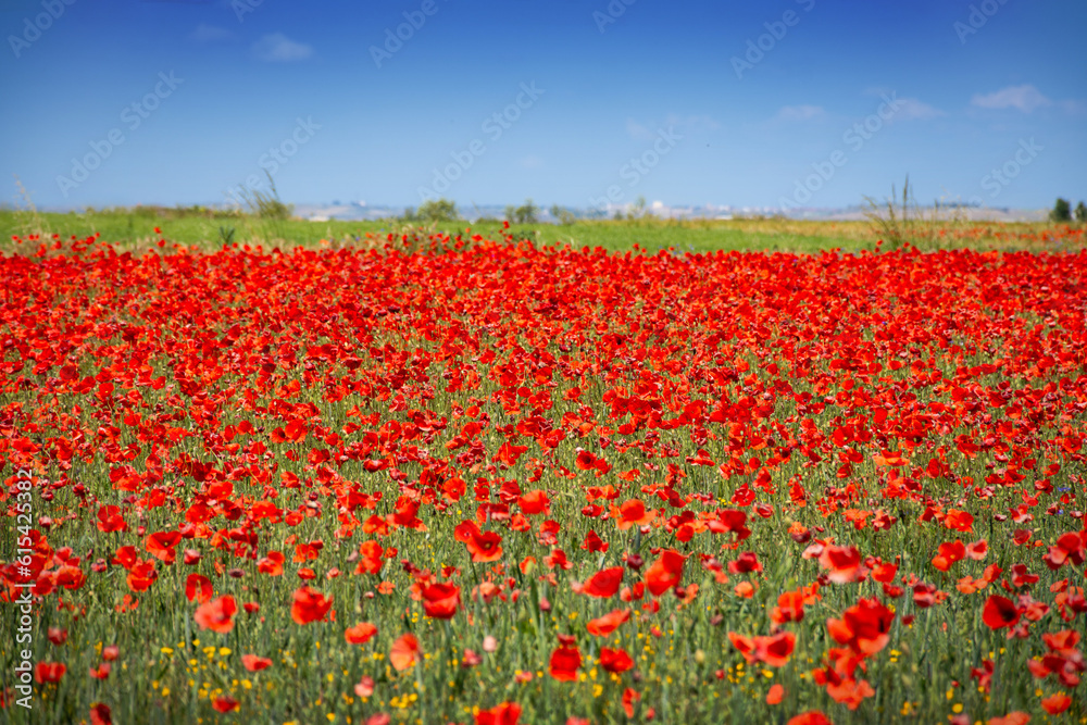 campo de amapolas con cielo azul