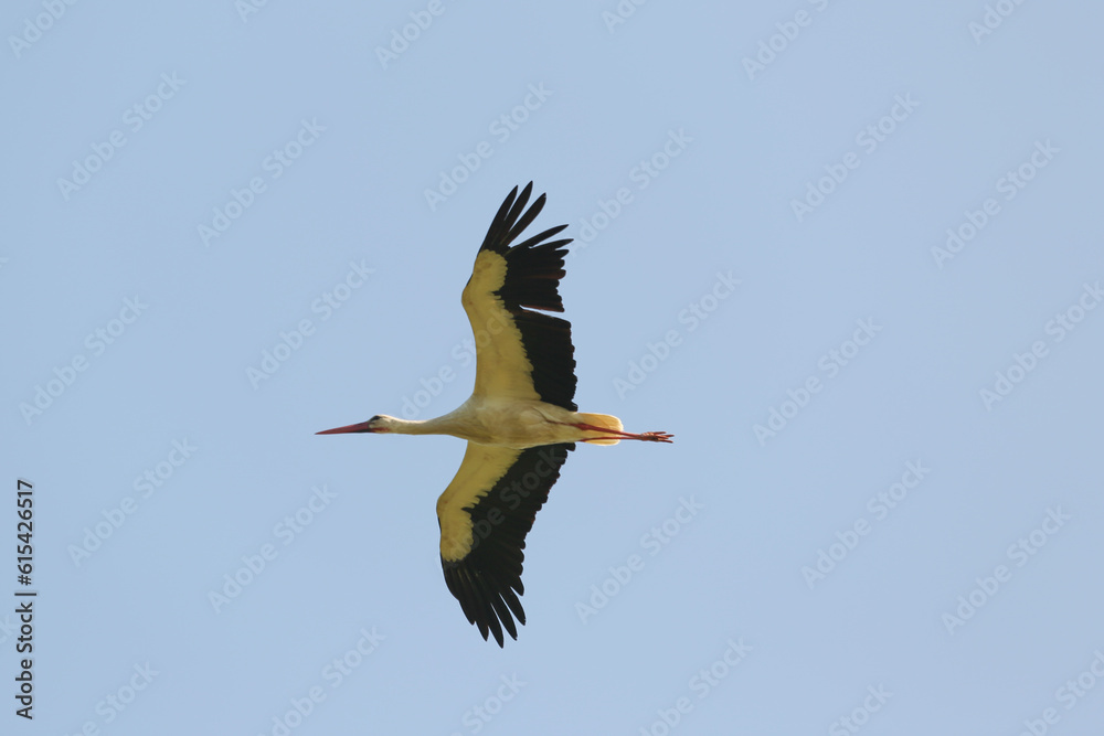 Fototapeta premium stork in flight, wings spread wide