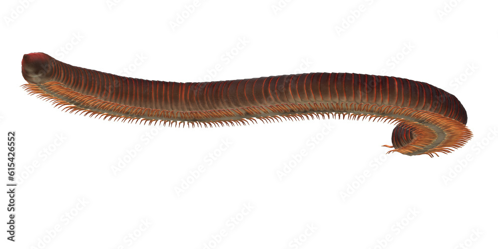 Millipede isolated on a Transparent Background Millipede isolated on a Transparent Background