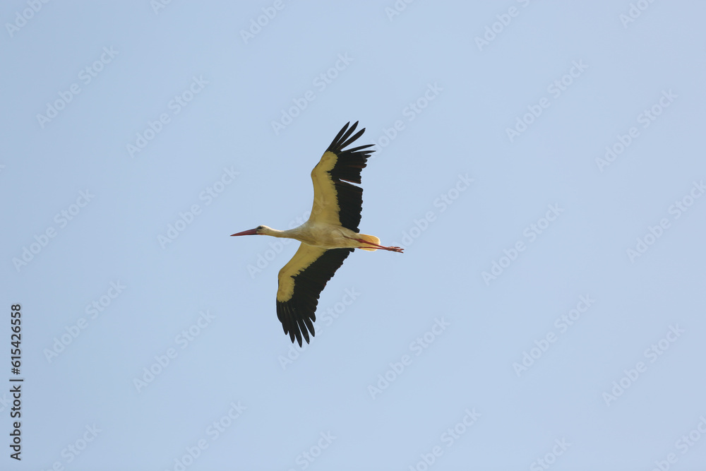 Obraz premium stork in flight, wings spread wide