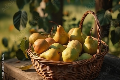 Ripe Pear Delights: Basket of Pears on Wooden Table in the Garden, Basket, Ripe Pears, Wooden Table, Garden, Harvest, Fruit, Agriculture, Organic, Fresh,