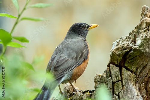 Robin standing on a perch