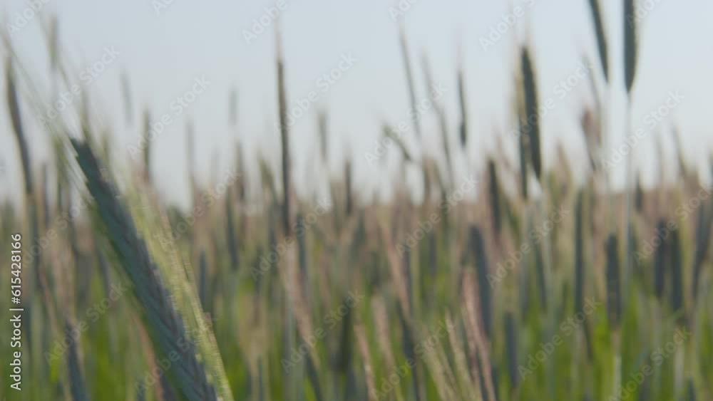 Closeup of barley stalk gently swaying in field Closeup of barley stalk gently swaying in field