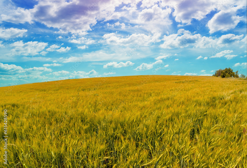 Rural landscape with a beautiful sky. Aerial view. View of wheat fields in summer