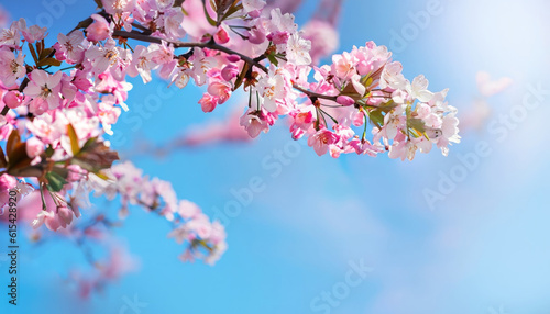 Frame of branches of blossoming cherry against background of blue sky and fluttering butterflies in spring on nature outdoors. Pink sakura flowers soft focus  dreamy romantic image of spring nature.