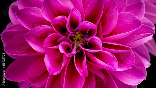 4K Time Lapse of blooming purple Dahlia. Timelapse of growing and opening beautiful flower on black background, top view. Time-lapse close-up.